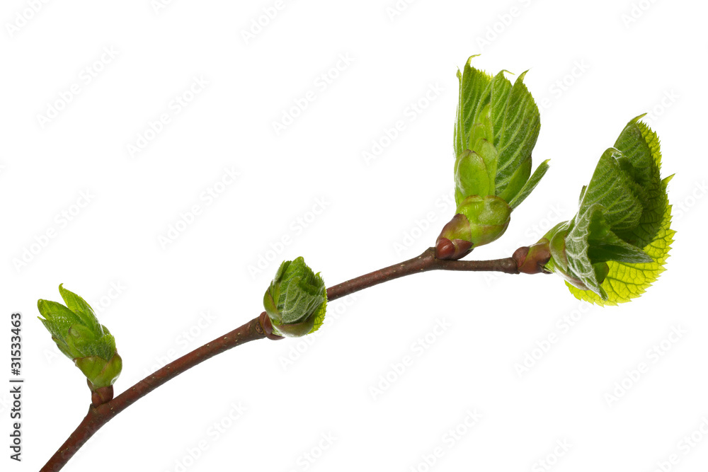 Kleiner Zweig einer Linde mit Knospen, freigestellt Kleiner Zweig einer Linde mit Knospen, freigestellt