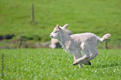 Running lamb