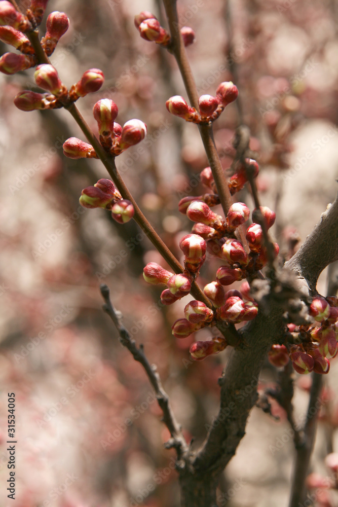 Branches of a tree with delicate pink flowers unblown Branches of a tree with delicate pink flowers unblown
