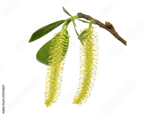 White Willow