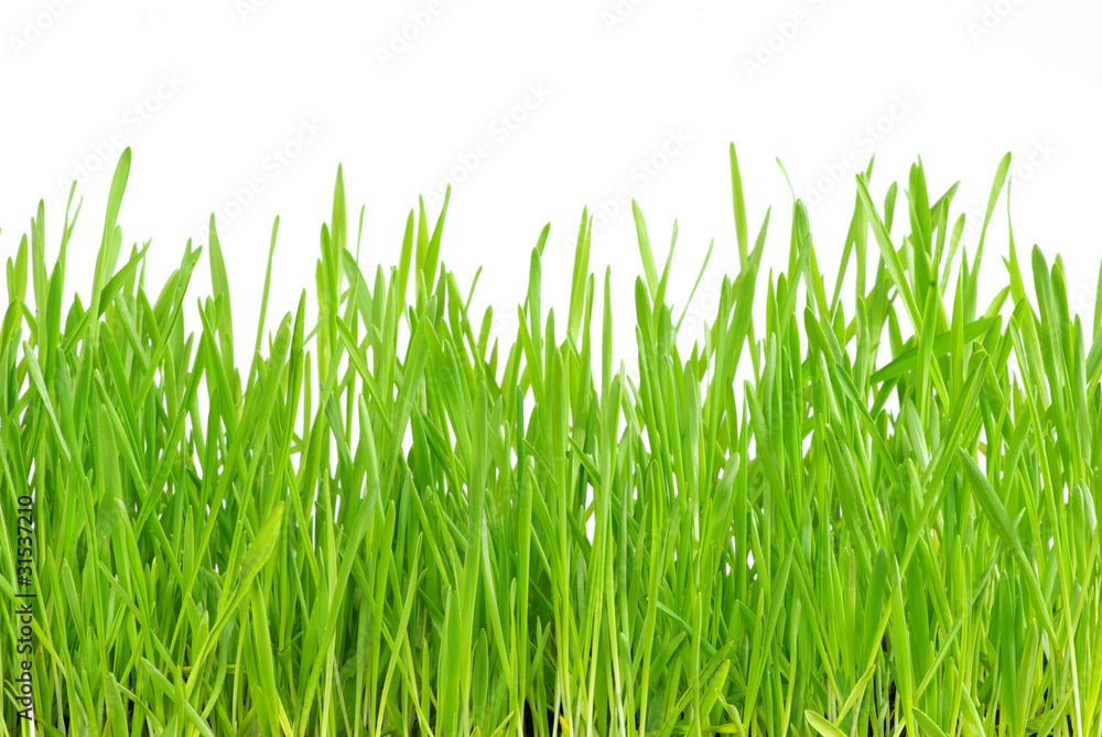 green grass green grass