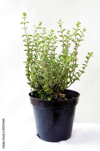 Fototapeta Naklejka Na Ścianę i Meble -  thyme herb in pot