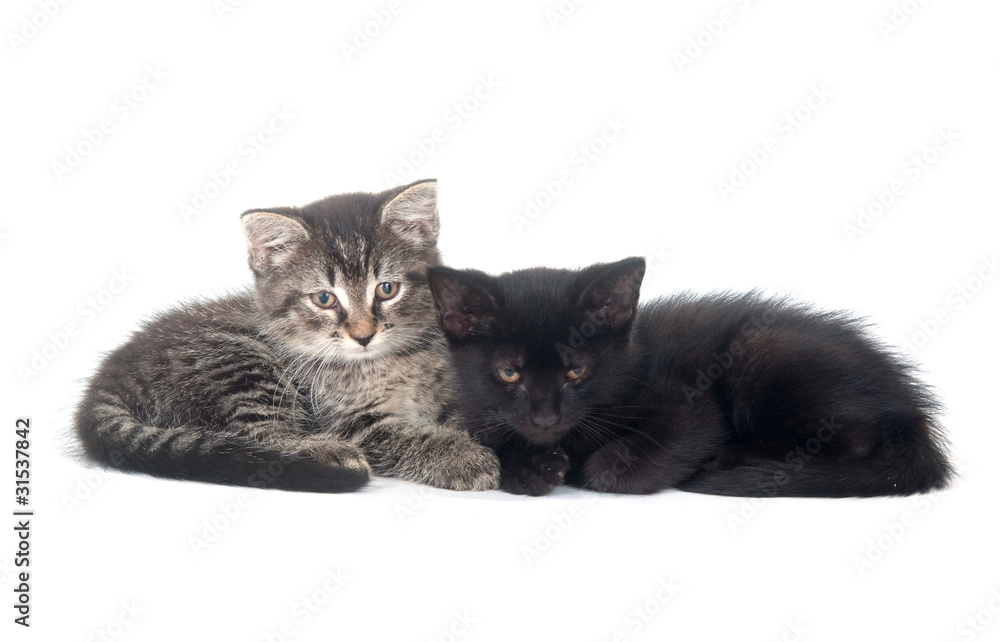 tabby and black kitten resting tabby and black kitten resting
