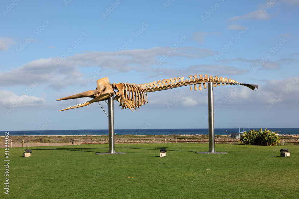 Fototapeta premium Skeleton of a Sperm Whale, Fuerteventura, Spain