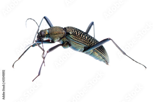 insect ground beetle © defun