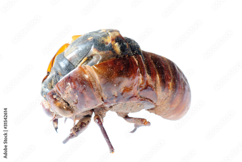 cicada in molt cicada in molt