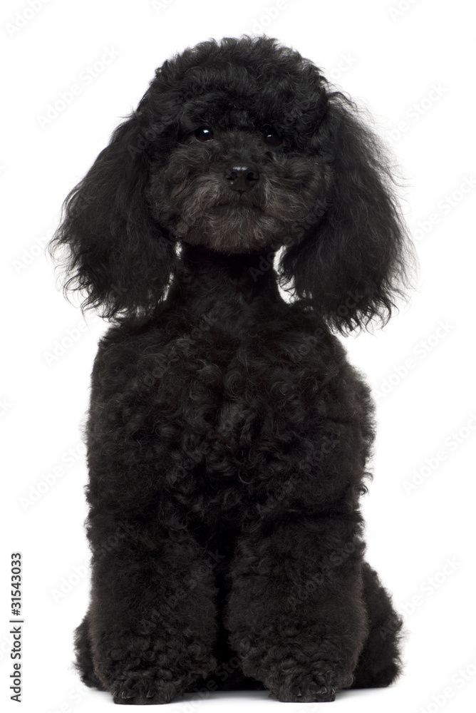 Poodle, 5 years old, sitting in front of white background