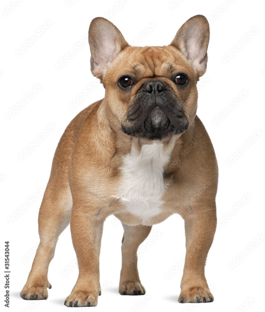 French bulldog, 9 months old, standing