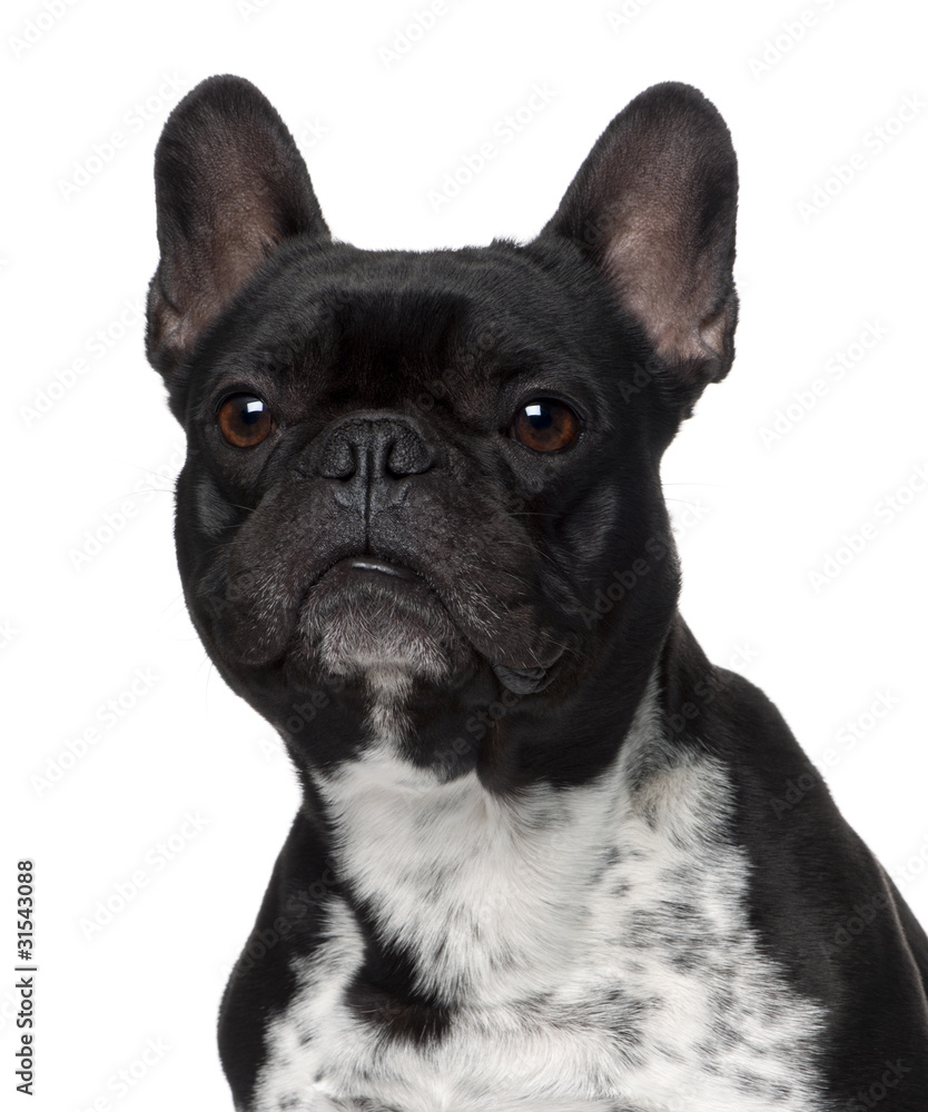 Close-up of French bulldog, 5 years old Close-up of French bulldog, 5 years old
