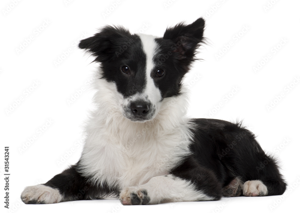 Border Collie, 4 months old, lying in front of white background
