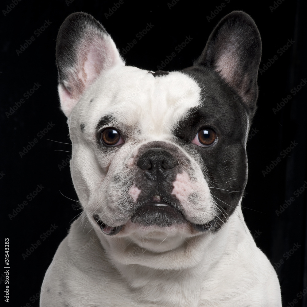 French Bulldog, 3 years old, in front of black background