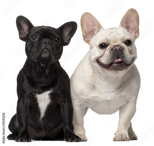 Two French Bulldogs  18 months old  in front of white background