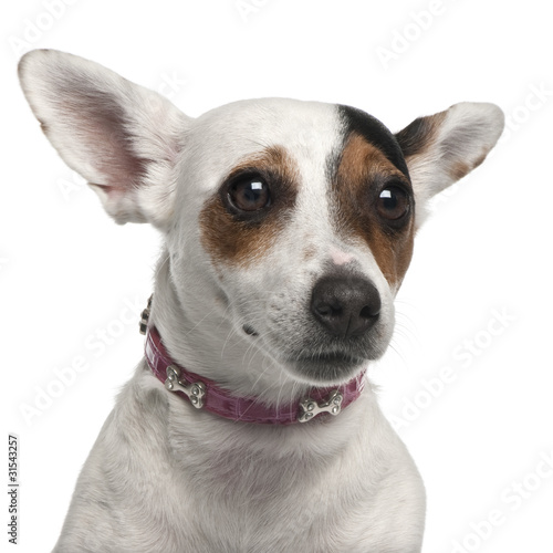 Close-up of Jack Russell Terrier, 2 years old © Eric Isselée