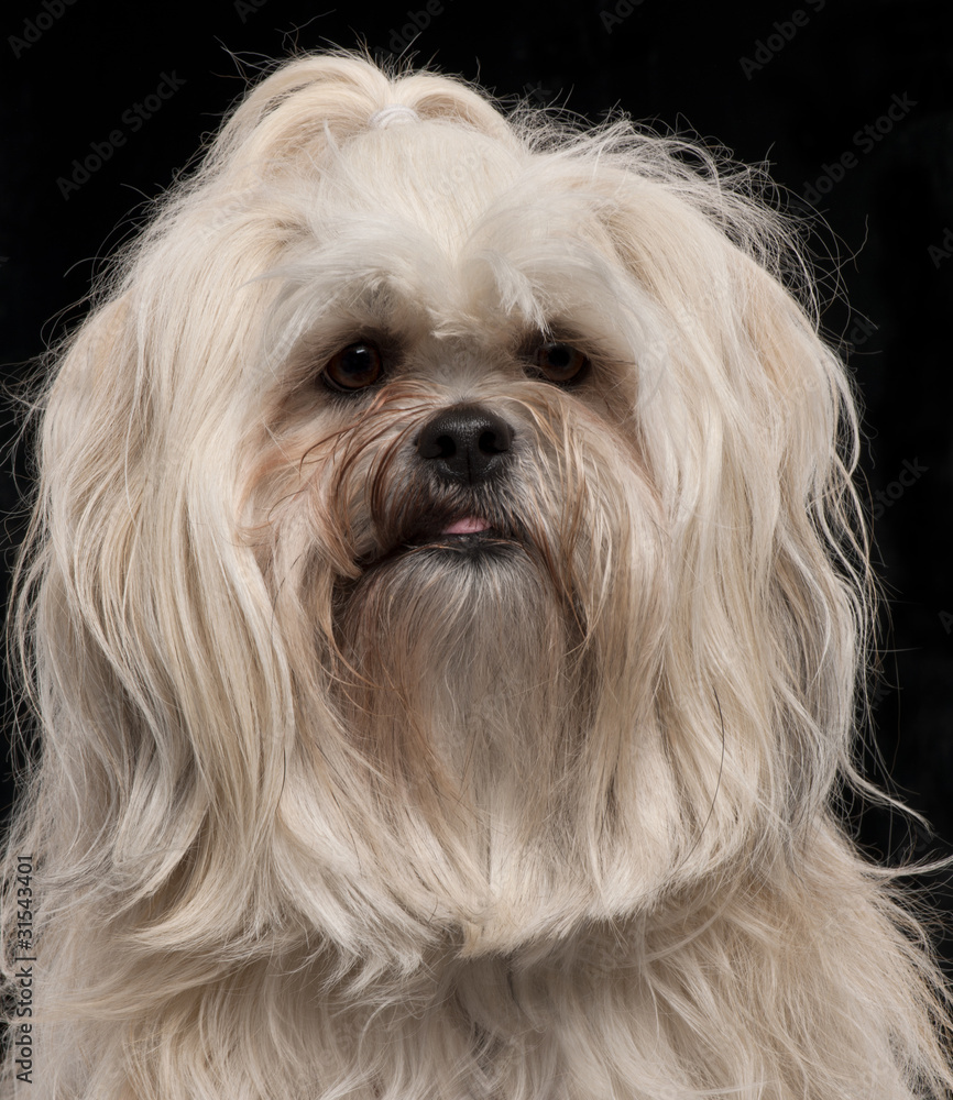 Close-up of Lhasa Apso, 2 and a half years old Close-up of Lhasa Apso, 2 and a half years old