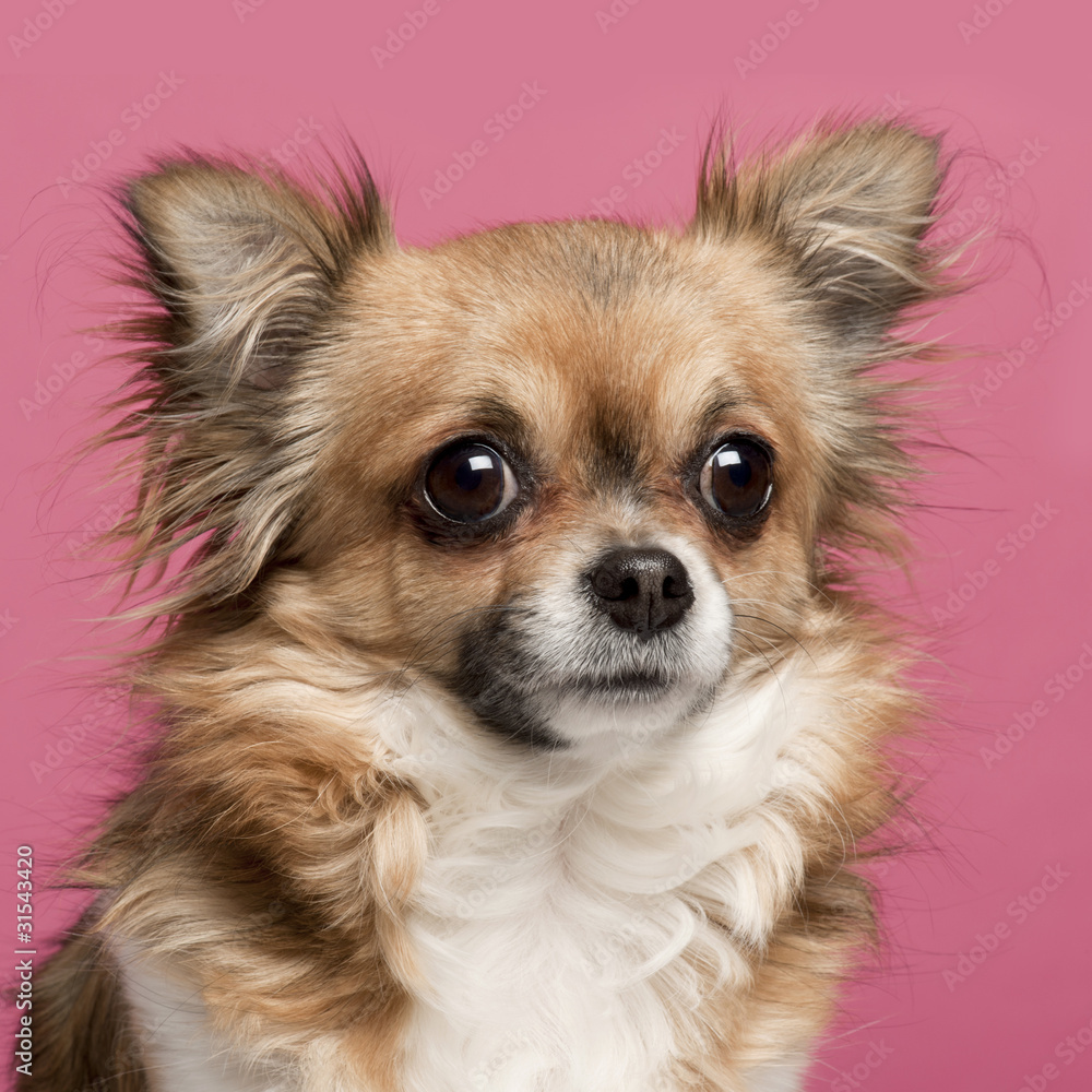 Close-up of Chihuahua, 3 years old, in front of pink background