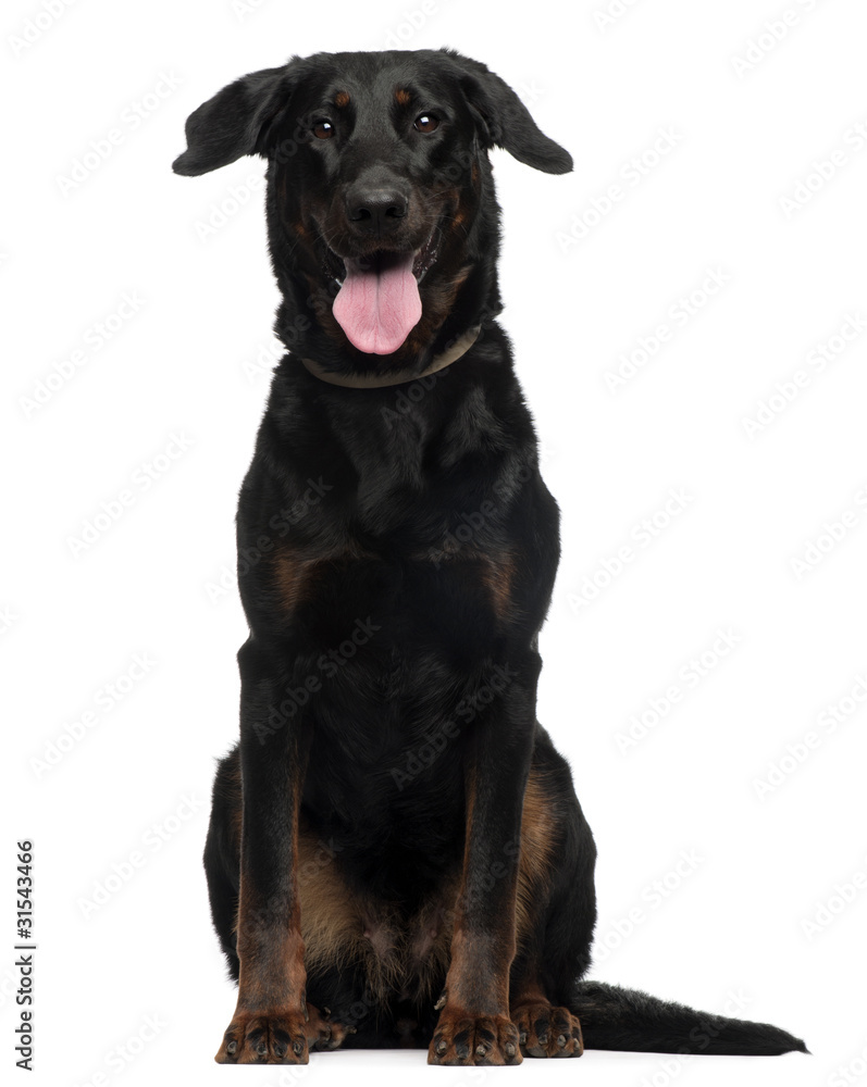 Beauceron, 2 Years old, sitting in front of white background