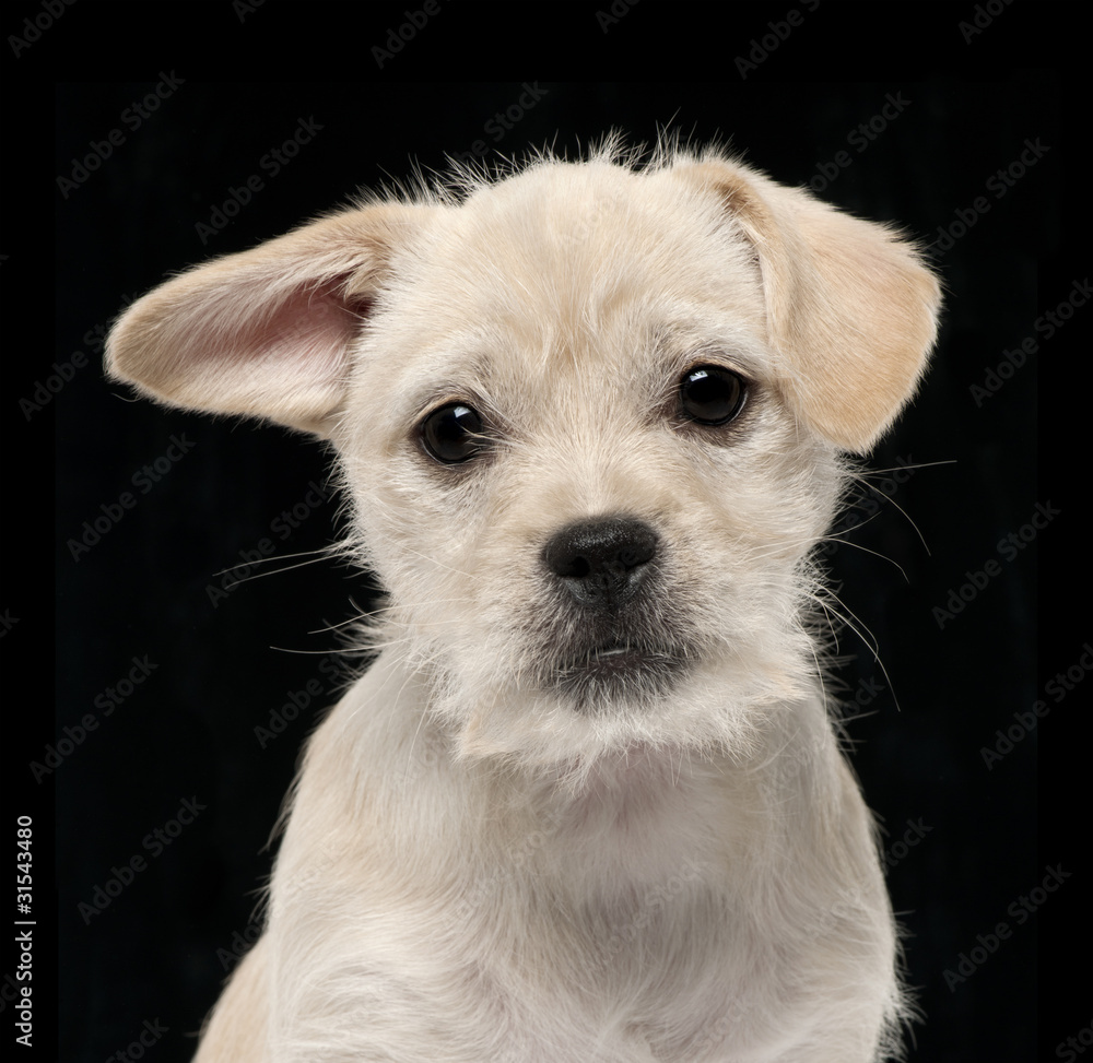 Close-up of Mixed-breed puppy, 4 months old Close-up of Mixed-breed puppy, 4 months old