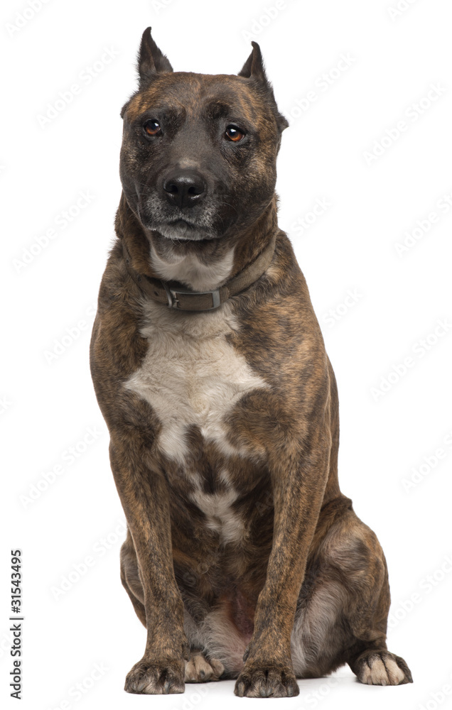 American Staffordshire Terrier dog, 12 years old, sitting