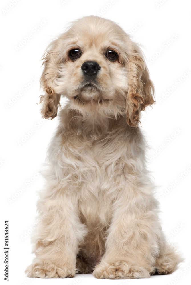 American Cocker Spaniel puppy, 4 months old, sitting American Cocker Spaniel puppy, 4 months old, sitting