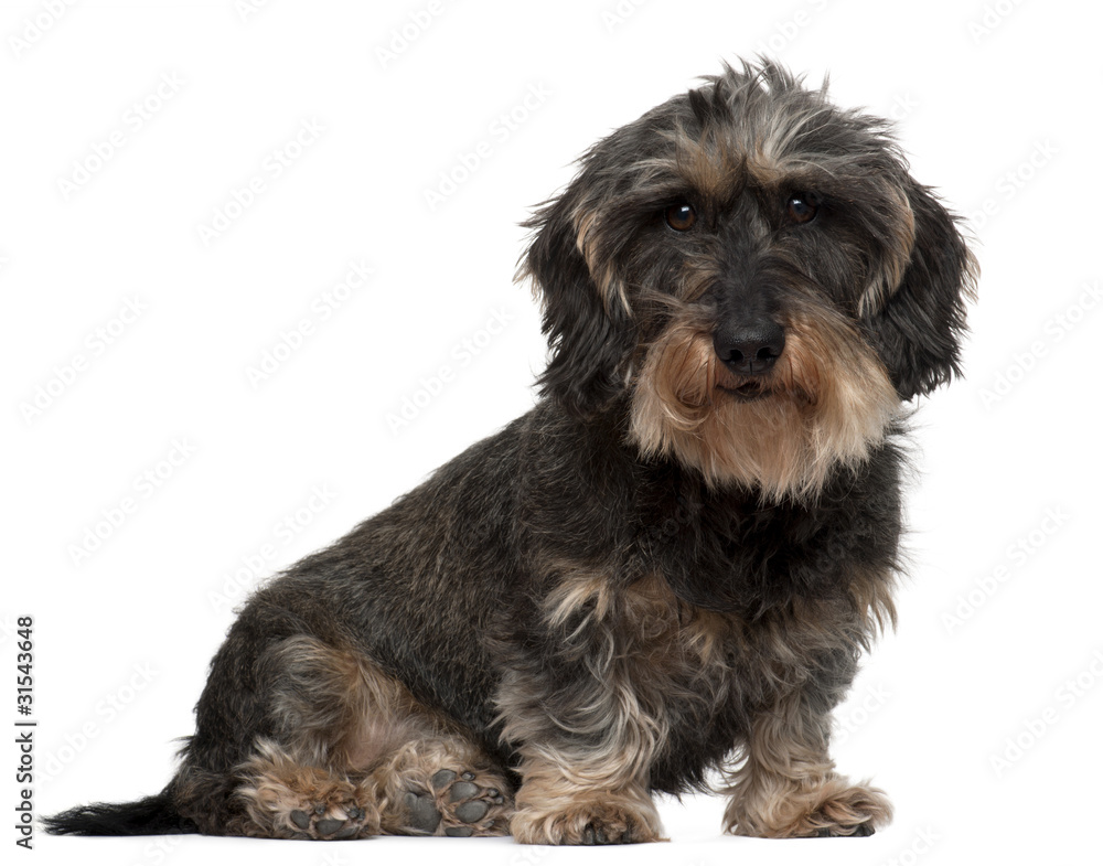 Dachshund, 8 years old, sitting in front of white background