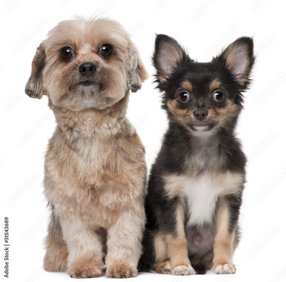 Shih Tzu and Chihuahua, 5 years old and 3 months old, sitting