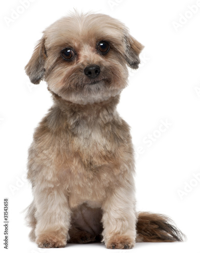 Shih tzu, 5 years old, sitting in front of white background