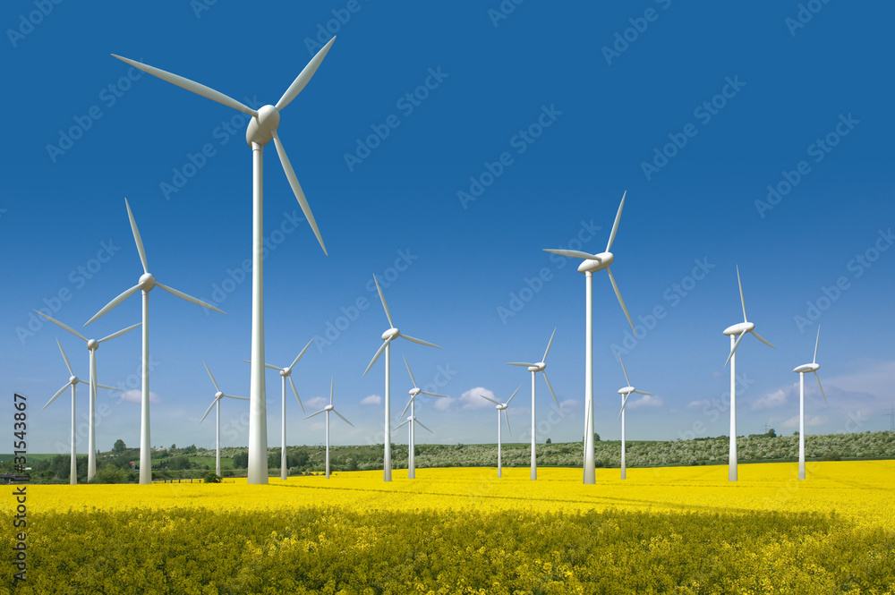 Windkrafträder in einem Rapsfeld - obrazy, fototapety, plakaty 