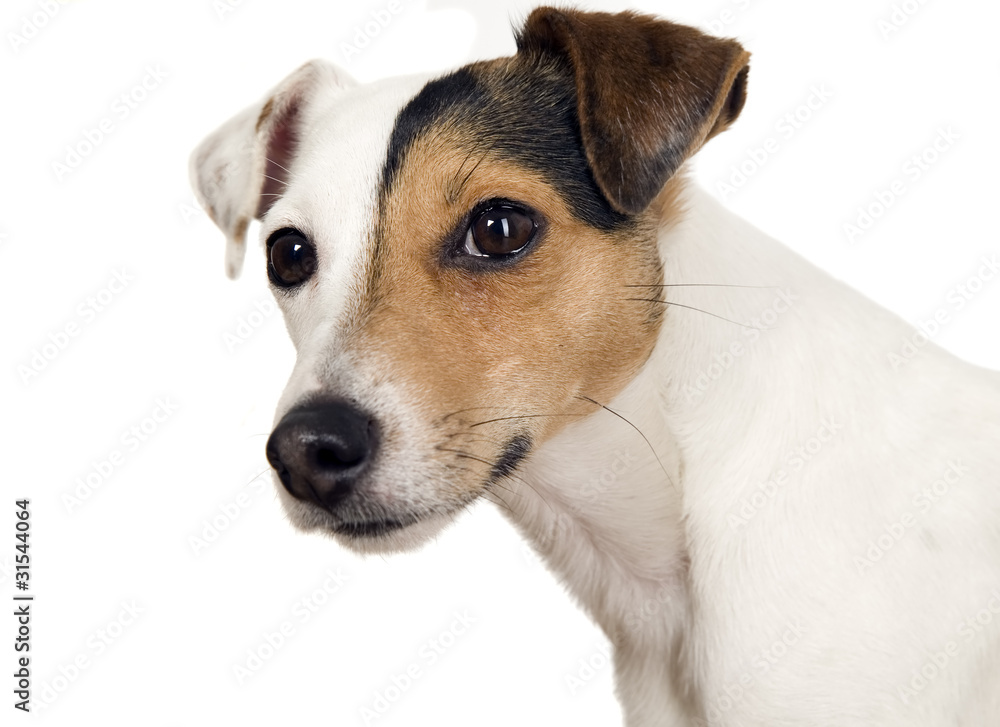 Dog with one brown eye is watching