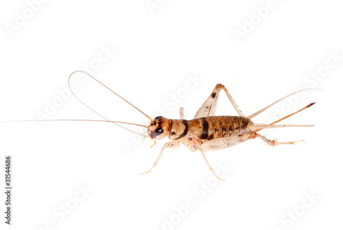 insect cricket