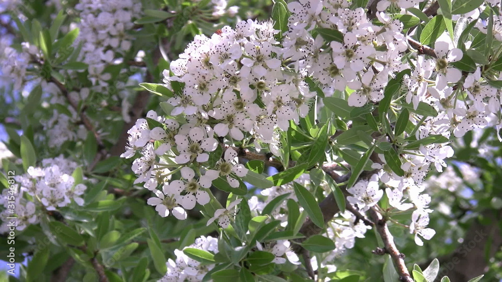 Spring Blossom Spring Blossom