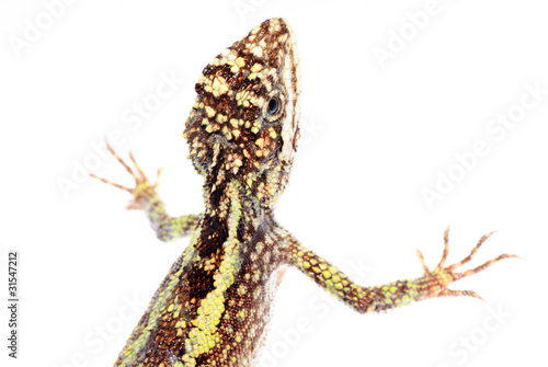 animal lizard Chinese tree dragon photo