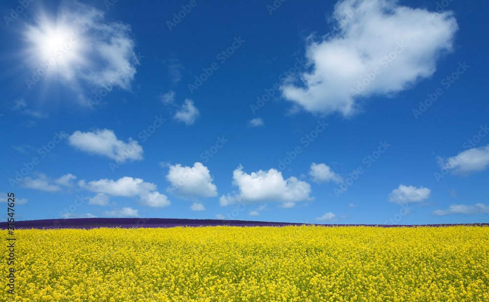 Flower field and blue sky with sun Flower field and blue sky with sun