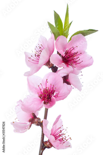 Blooming tree in spring with pink flowers
