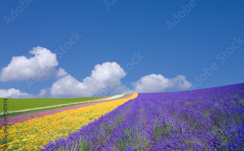 Flower field and blue sky with clouds.