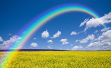 Rapeseed field and rainbow