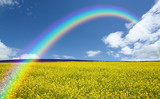 Rapeseed field and rainbow