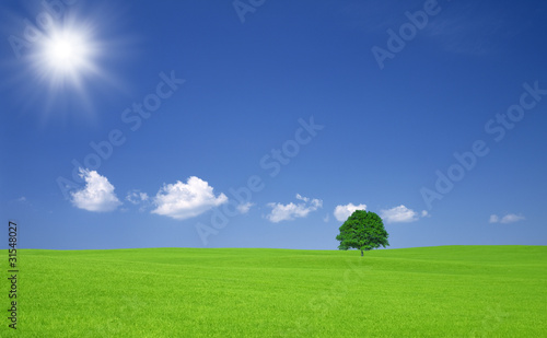 Green field with lone tree and white cloud