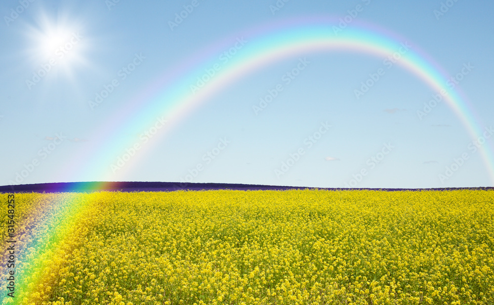 Naklejka premium Rapeseed field