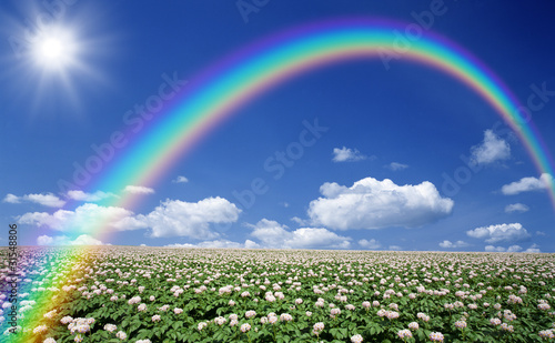 Potato field with sky and rainbow