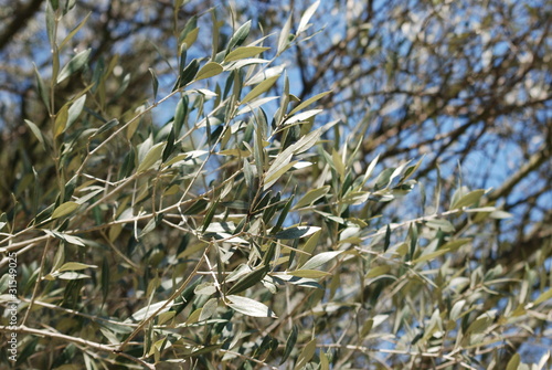 Wallpaper Mural olivier Torontodigital.ca