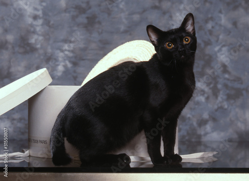 bombay assis de profil - chat noir - black cat