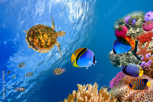 Underwater landscape with couple of Butterflyfishes and turtle #31551615