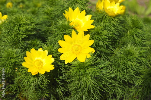 Frühlings-Adonisröschen photo