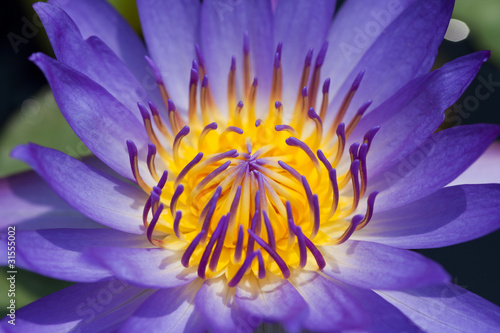 Purple water lily