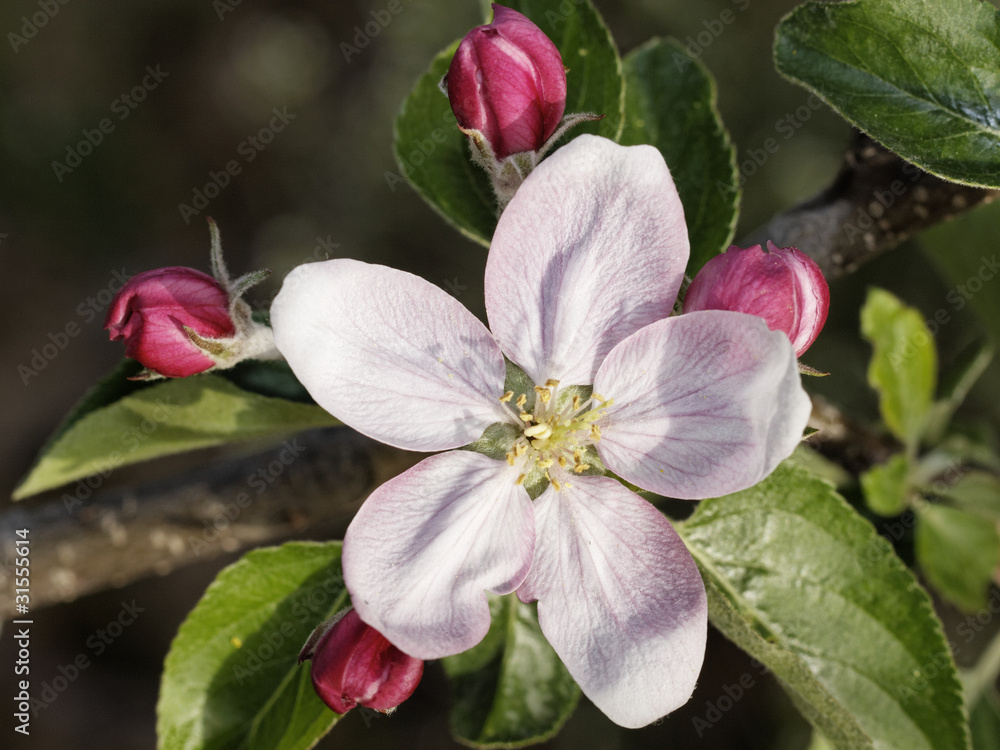 Apfelblüten
