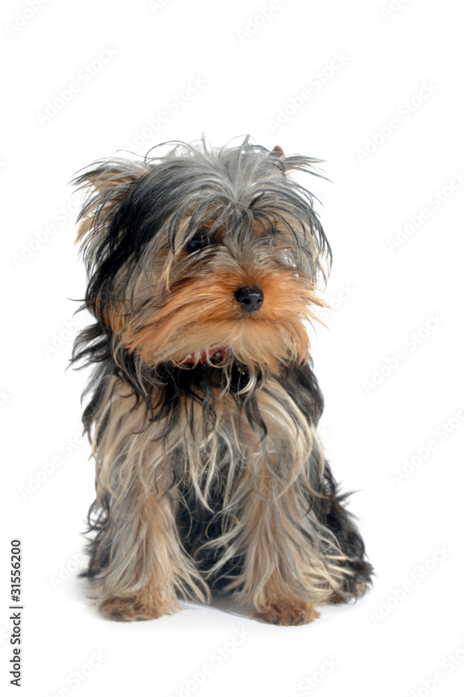 chiot yorkshire terrier