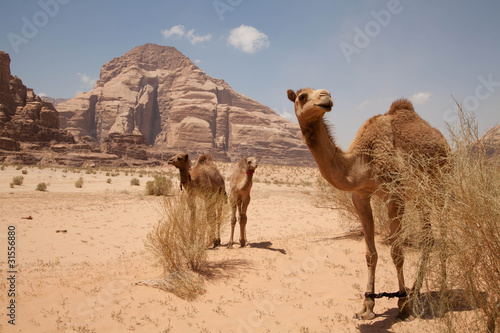 Dromedarfamilie im Wadi Rum