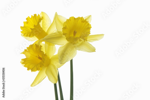 three daffodils