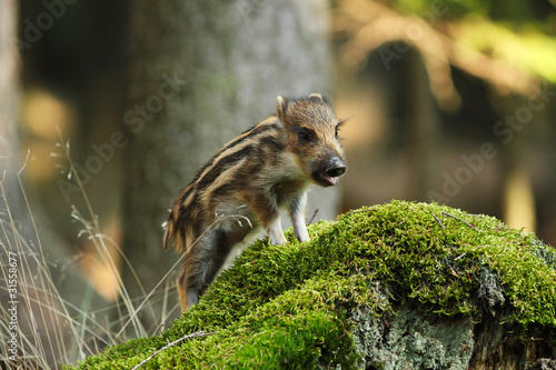 Young wild boar