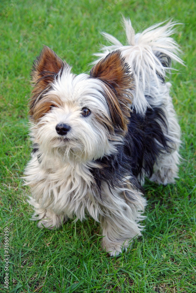 Hund Hund